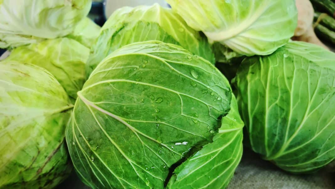 Temps de cuisson Chou vert à l'eau, à la vapeur et à l'étouffée
